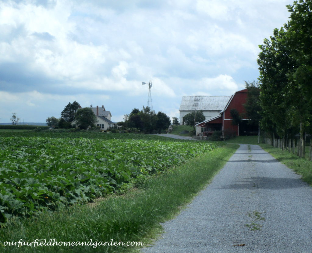 Country Lane Succulents https://lolajack-global.jp.net/field-trip-country-lane-succulents-new-holland-pa/